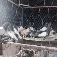 سنیه سیاه پرشی