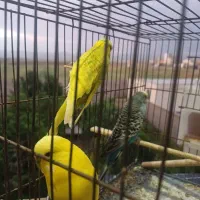 مرغ عشق انگلیسی|پرنده|قزوین, |دیوار