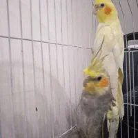 عروس هلندی|پرنده|هشترود, |دیوار