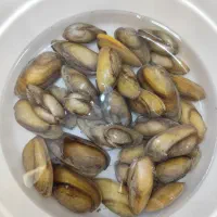 صدف زنده و بسیار زیبا ماهی