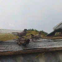 دوتا جوجه کفتر سرخ پرشی نر و ماده معاوضه با پرنده