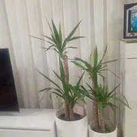 گل یوکا دوتنه کاشمر