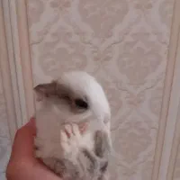 خرگوش خانگی زیبا|موش و خرگوش|خورموج, |دیوار