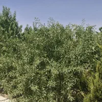 باغ ویلا قلعه سفید صحرا پایین۶۵۰ متری