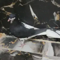 چپ وخوشرنگ|پرنده|شیراز, کوشک میدان|دیوار