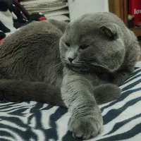 گربه اسکاتیش نر آماده جفت گیری