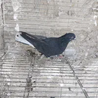 ماده زاغ دم سفید کاکلی|پرنده|کاشان, مصلی|دیوار