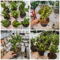 بنسای خرفه بن سای خرفه سانسوریا آبپاش دستکش گل ناز