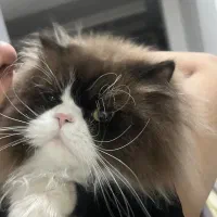 واگذاری گربه نر و ماده