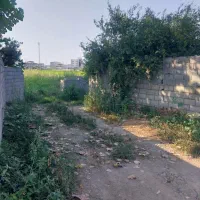 فروش فوری زمین  باغی|فروش زمین و ملک کلنگی|دابودشت, |دیوار