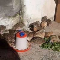 بلدرچین گوشتی و تخم گذار
