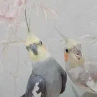 یک جفت طوطی عروس مولد|پرنده|قزوین, |دیوار