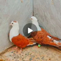 قرعه کشی