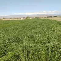 دوره کردن علف با دستگاه علف تراش