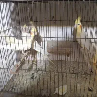 جفت مولد مینیاتوری ماده سفیدنردو تا با جوجه