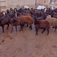 ۶۰راس بره ماده