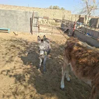 خر ماده|حیوانات مزرعه|قنوات, |دیوار