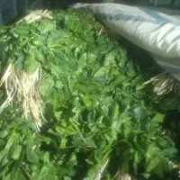 کارده تازه گرمسیر دسته ی35