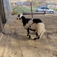 بره قوچ پلنگی خال سیاه