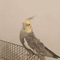 عروس هلندی اهلی