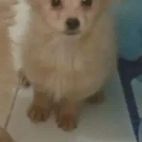 پامر اشپیتز