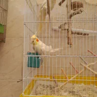 خرید وفروش پرندت