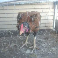 خروس وجوجه خروس