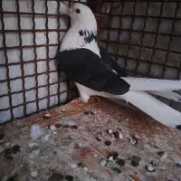 کبوتر پشت دار|پرنده|شاهین دژ, |دیوار