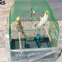 دوتا عروس هلندی نرو ماده