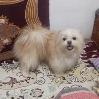 گمشده