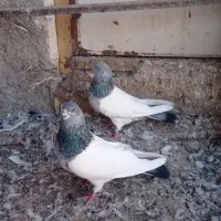 کبوتر|پرنده|اردبیل, |دیوار