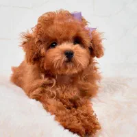 سگ توله توی پودل poodle هلوی اپریکات ۲ ماه