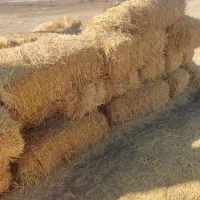 پخل گندم و علف زعفران