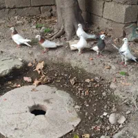 کبوتر تک پر و رنگی|پرنده|رامیان, |دیوار