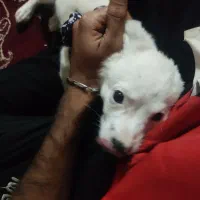 حیوانات خانگی