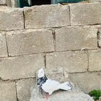 کبوتر|پرنده|یاسوج, |دیوار