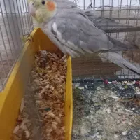 عروس هلندی ماده