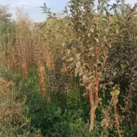 نهال 50هزارتومان به سلیقه شما پیوندی نهالستان زمین