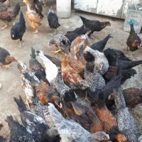 مرغ و خروس محلی مناسب سالم