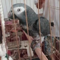 کاسکو سخنگو دم شکلاتی