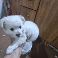 یک عددسگ پاکوتاه ناز