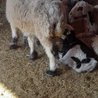 معاوضه ۱۹راس میش با کهره|حیوانات مزرعه|بهبهان, |دیوار