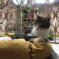 گربه ملوس|گربه|لاهیجان, جمهوری|دیوار