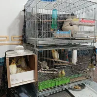 عروس هلندی  و کلوته برزیلی|پرنده|سراوان, |دیوار