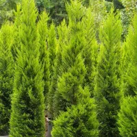 لاوسون ، یاس هلندی،شمشاد،فونیکس، شمشاد پیوندی