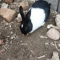 خرگوش|موش و خرگوش|علی‌آباد کتول, |دیوار