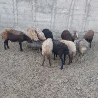 میش داشتی