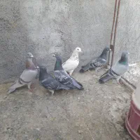 کبوتر پلاکی|پرنده|لنجان, |دیوار