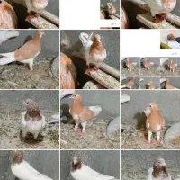 سه عدد کفتر پرش