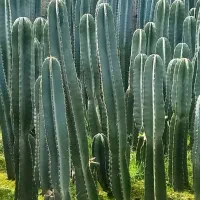 کاکتوس پریانوس